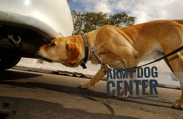 Army Dog Center