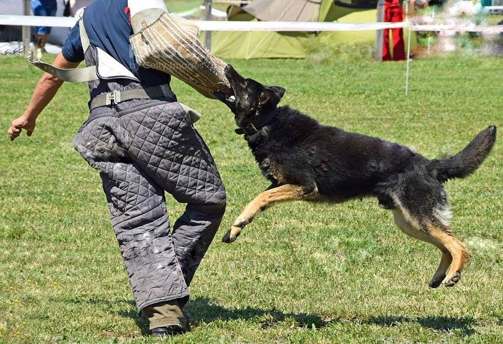 army-dog-centre